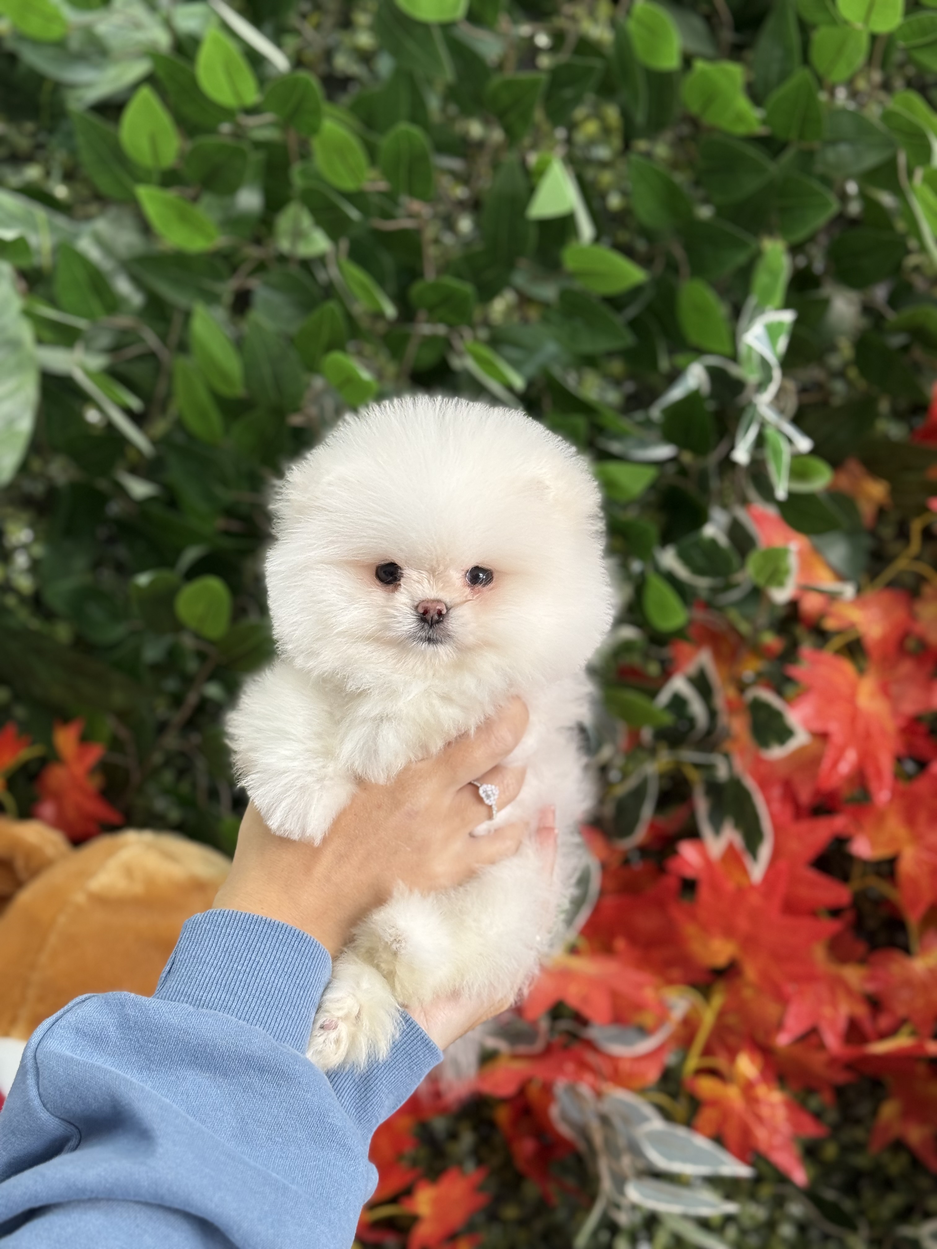 Pomeranian Boo