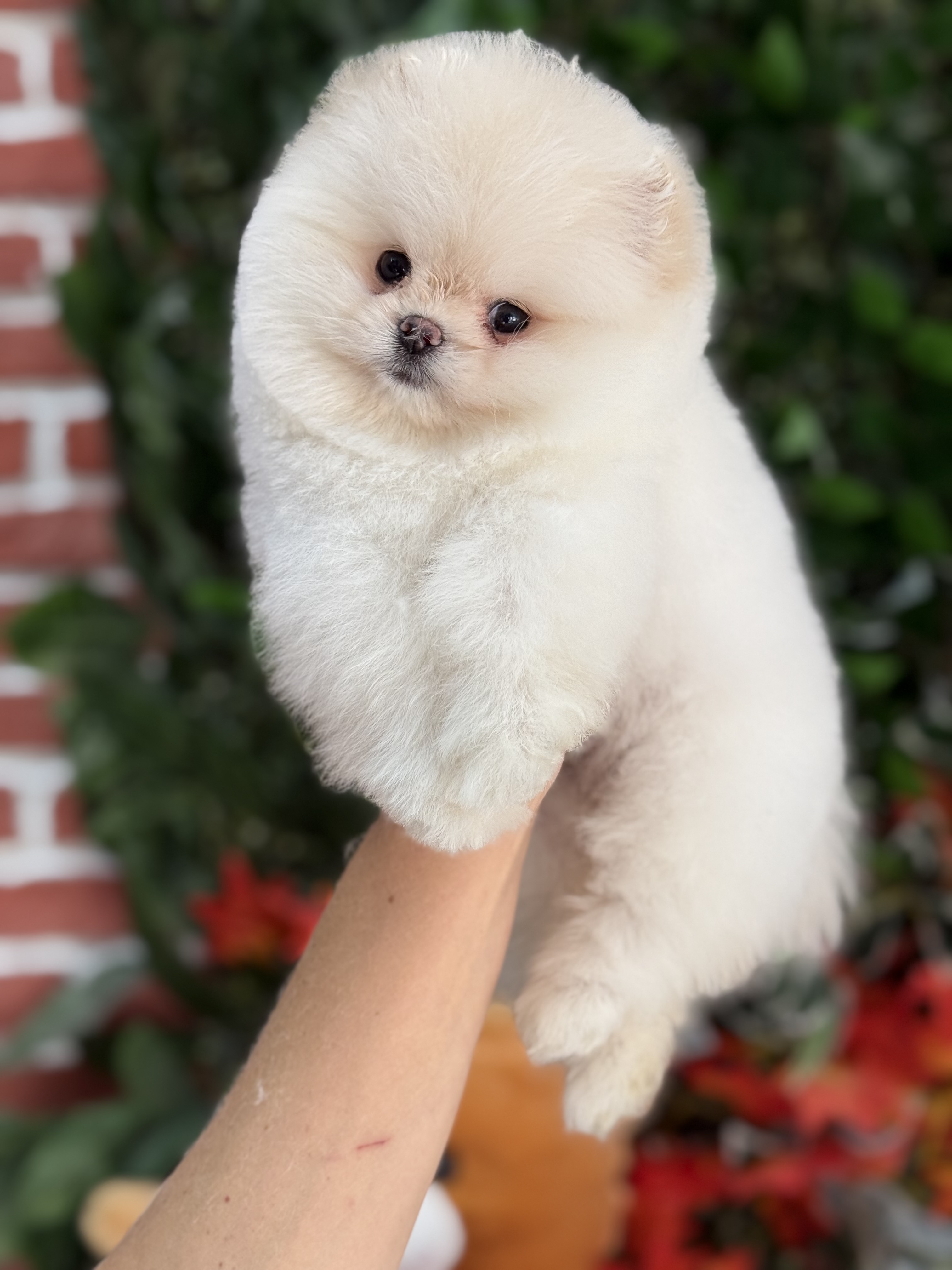 Pomeranian Boo Yavruları – Şirin ve Safkan