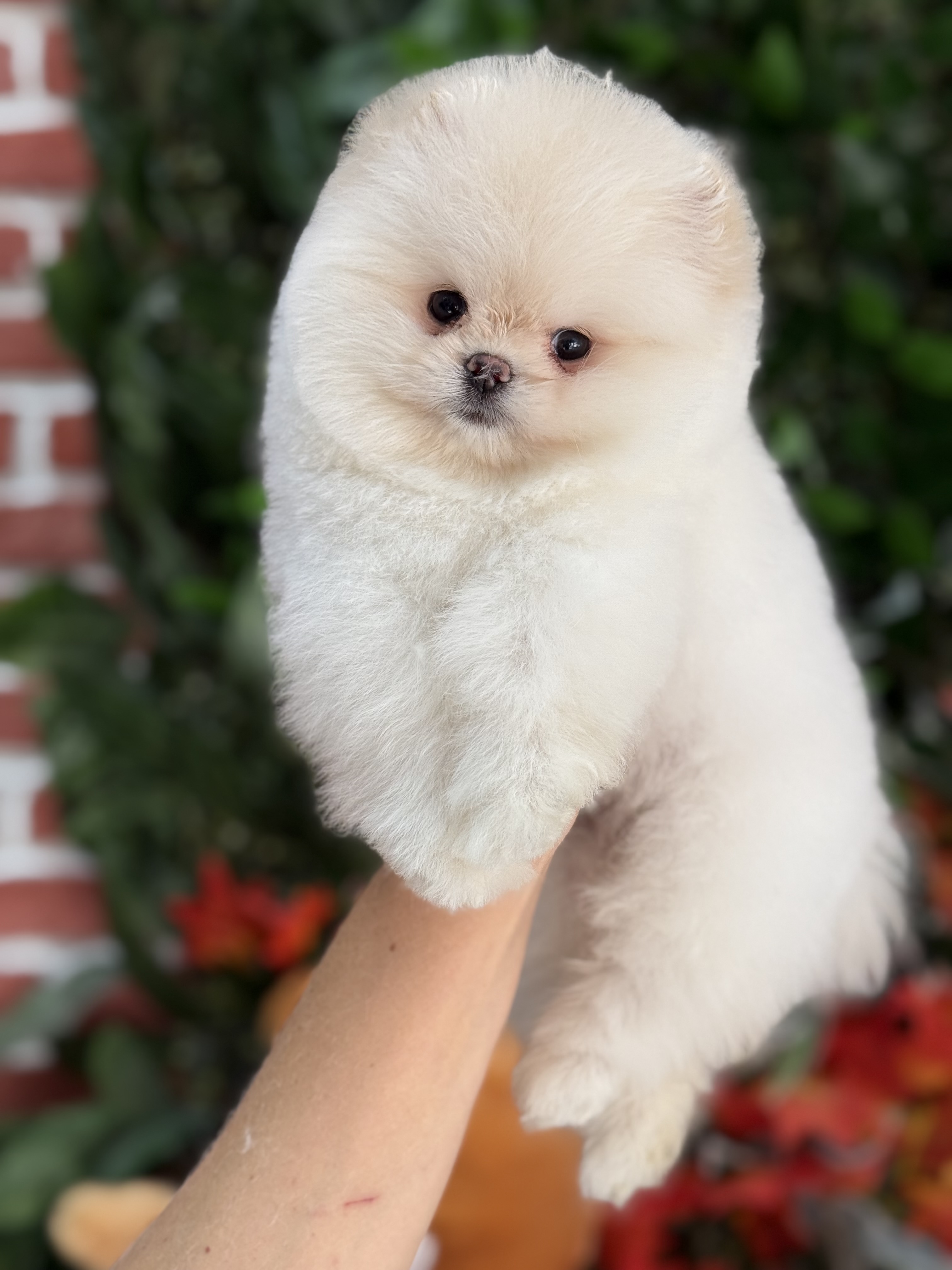 Pomeranian Boo Yavruları – Şirin ve Safkan