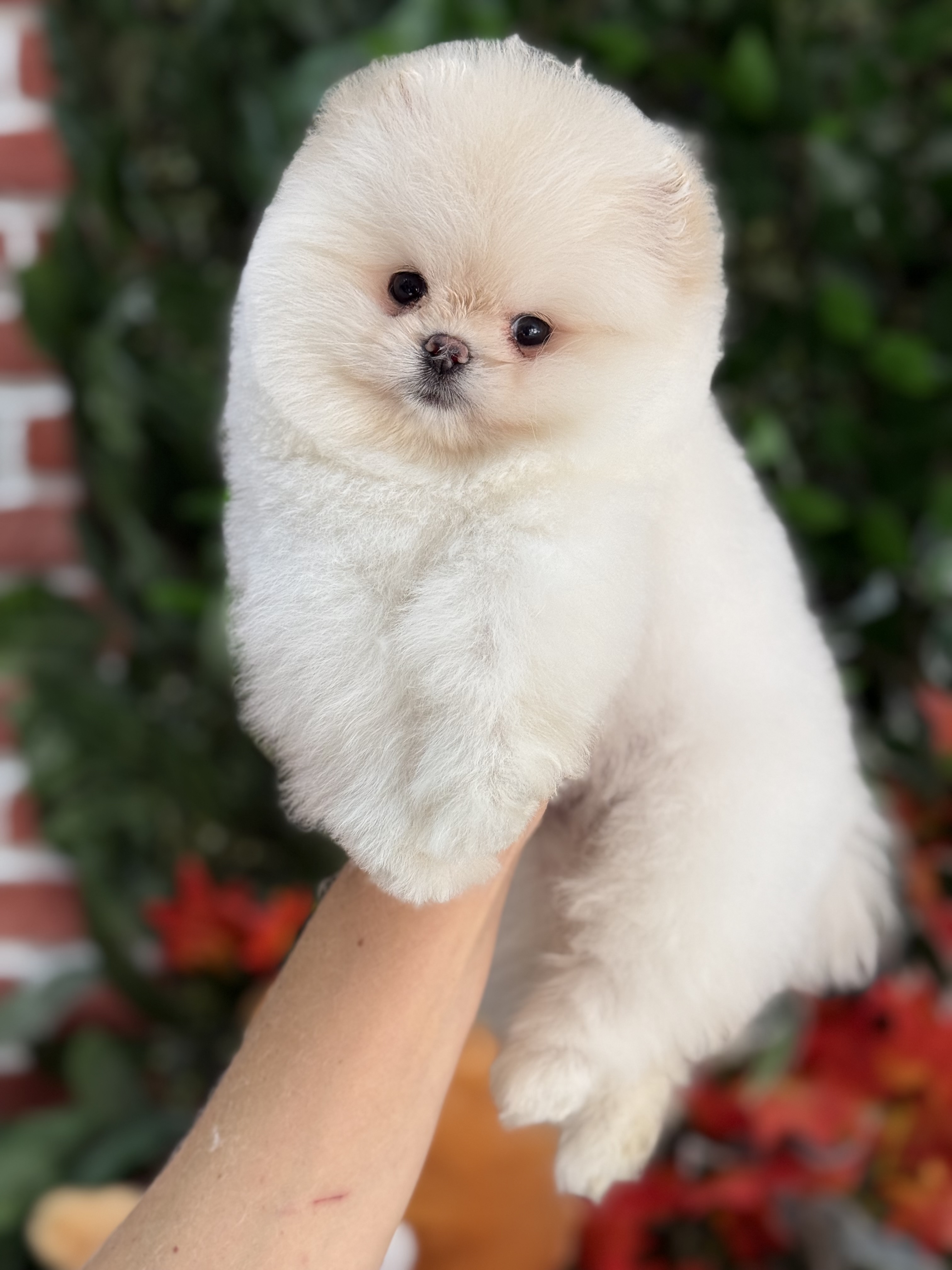 Pomeranian Boo Yavruları – Şirin ve Safkan