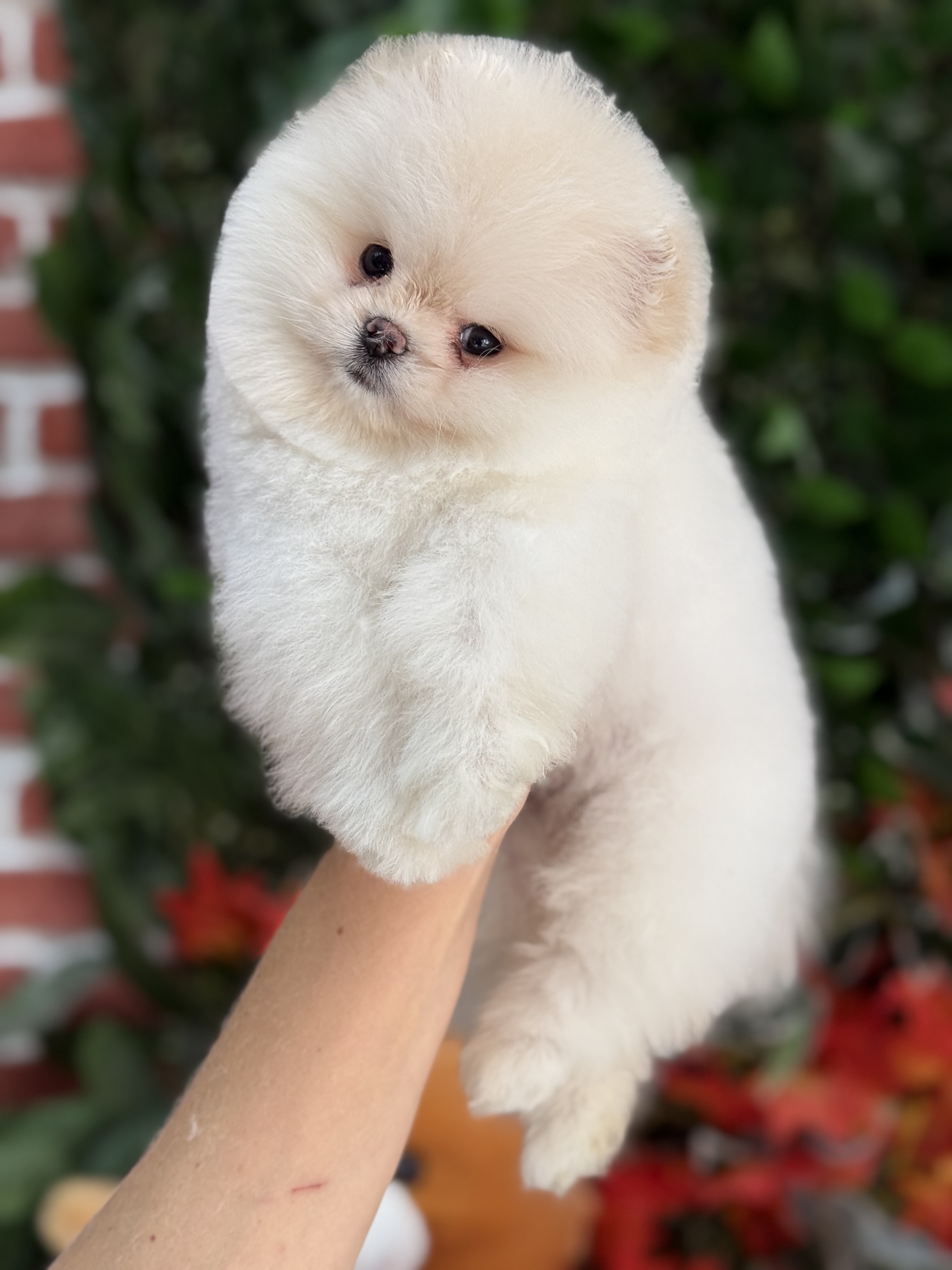 Pomeranian Boo Yavruları – Şirin ve Safkan