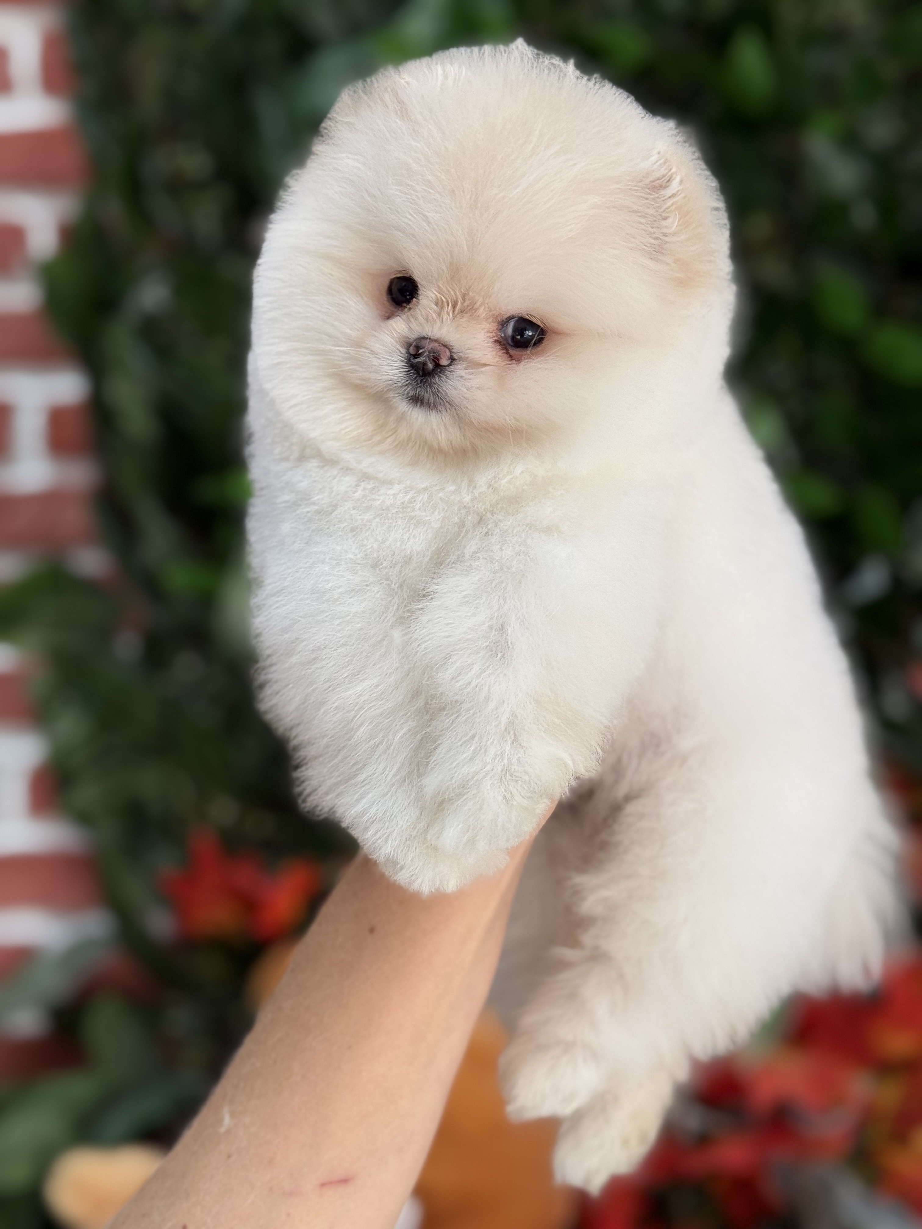 Pomeranian Boo Yavruları – Şirin ve Safkan