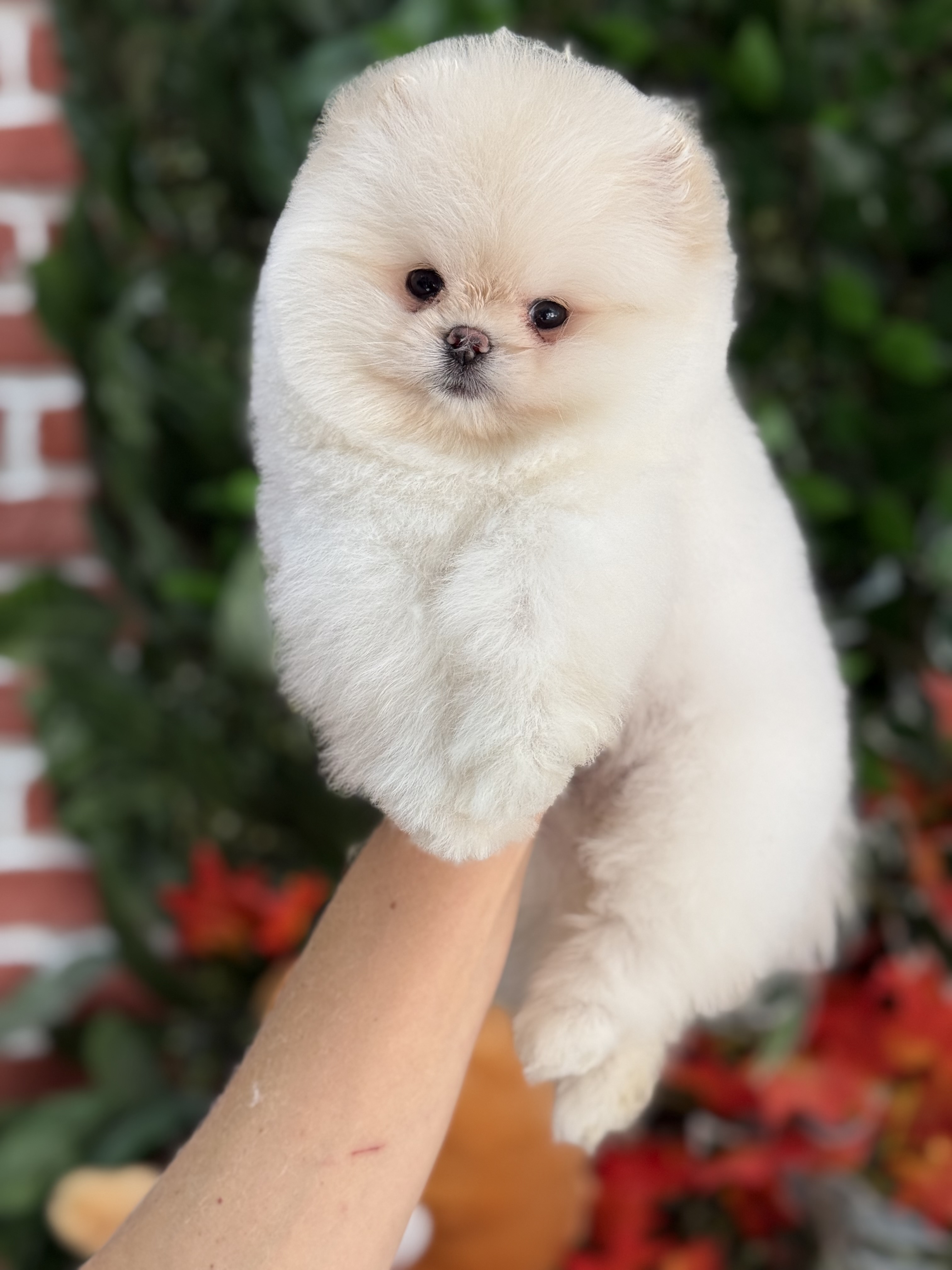 Pomeranian Boo Yavruları – Şirin ve Safkan