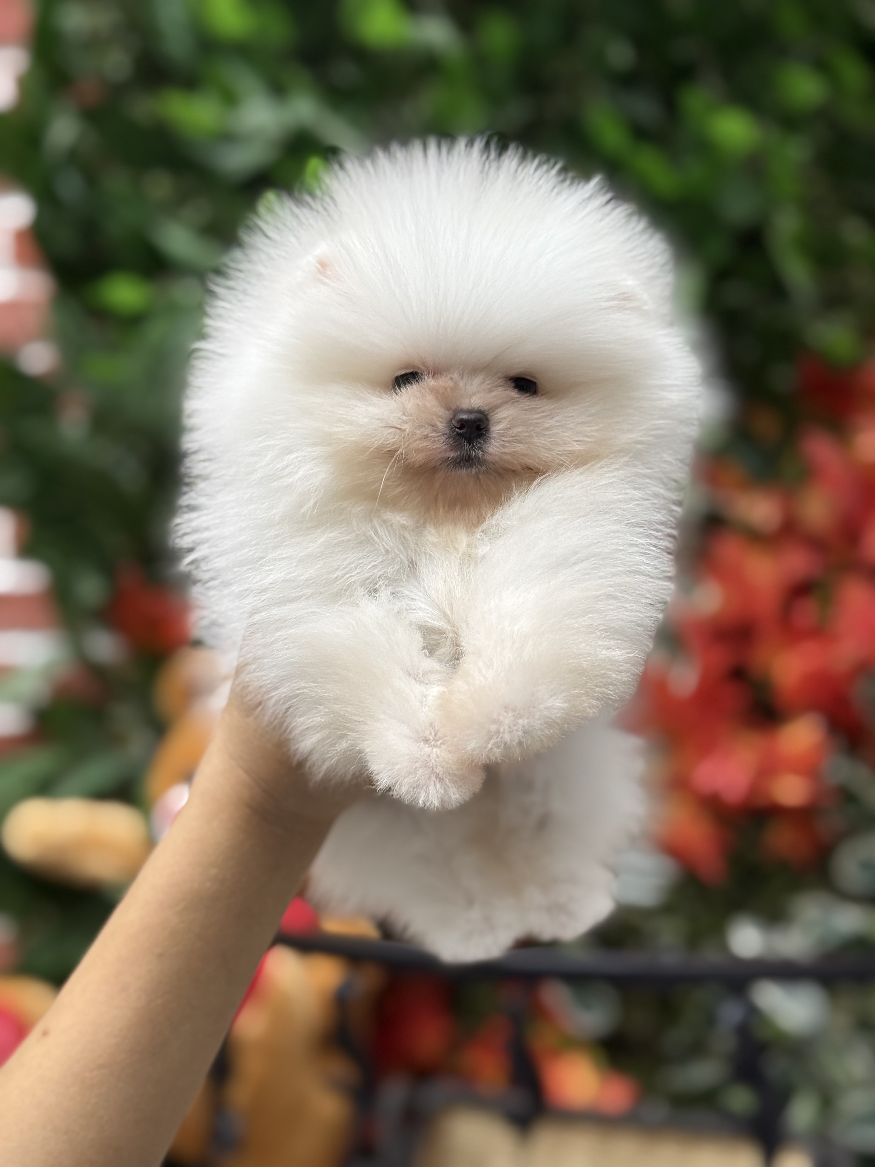 Sevimli Pomeranian Boo Yavruları