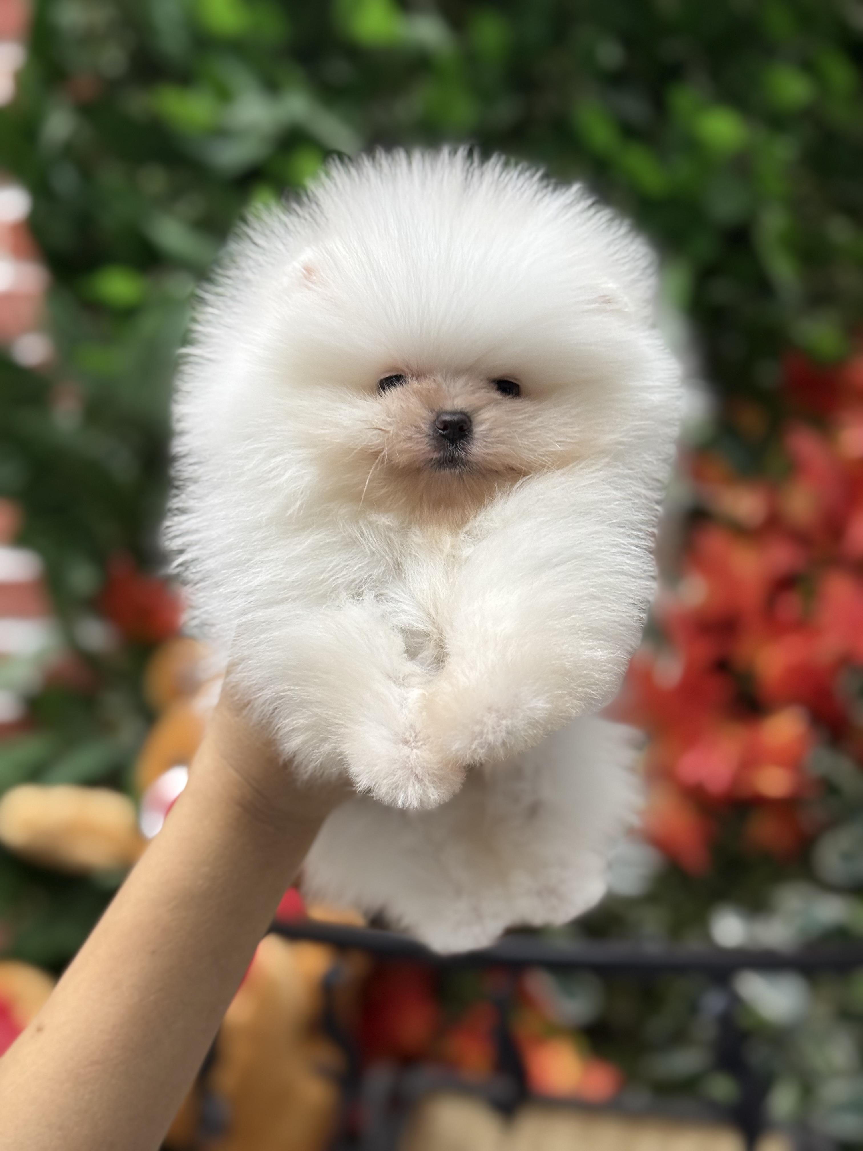 Sevimli Pomeranian Boo Yavruları