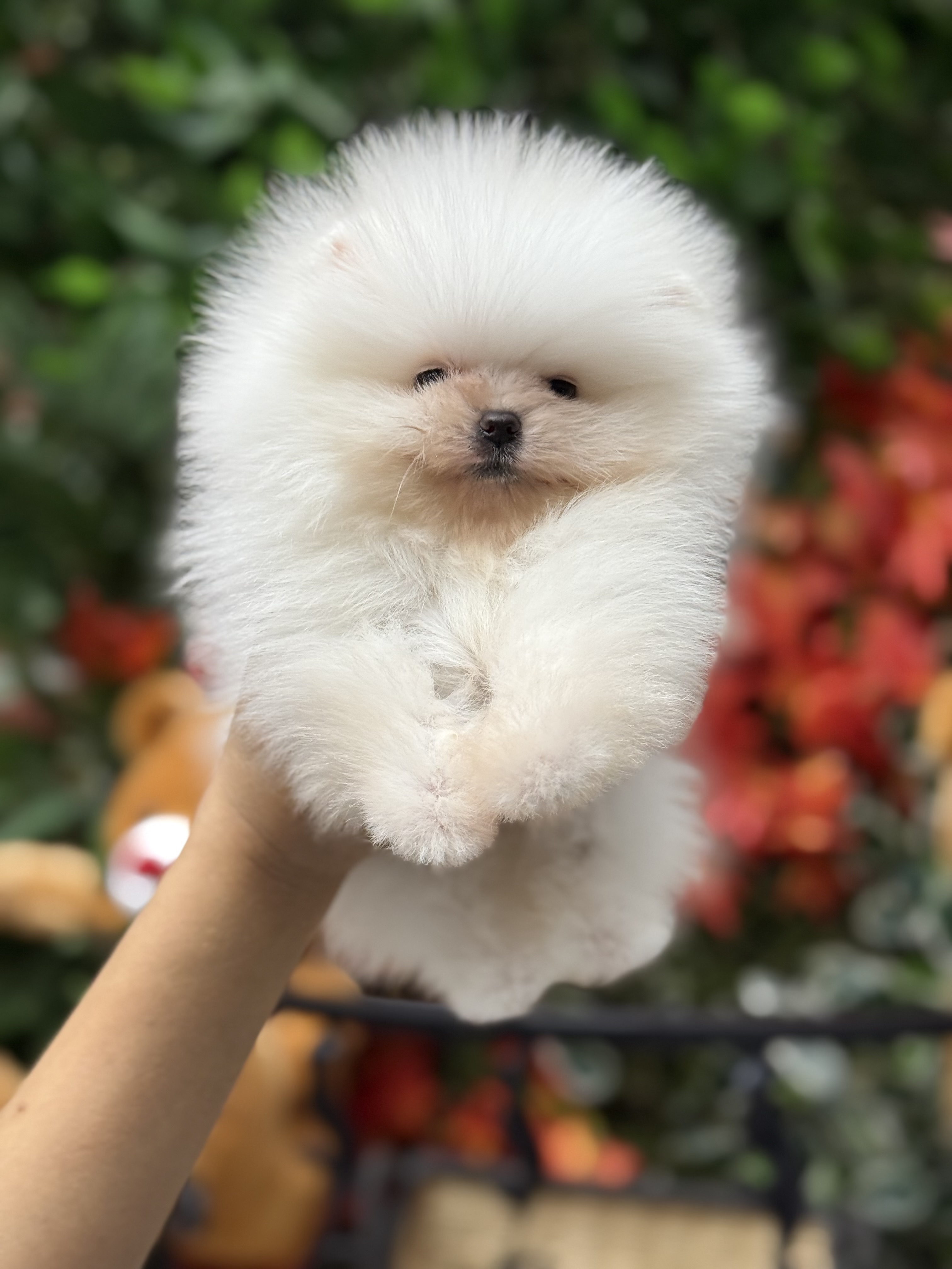 Sevimli Pomeranian Boo Yavruları