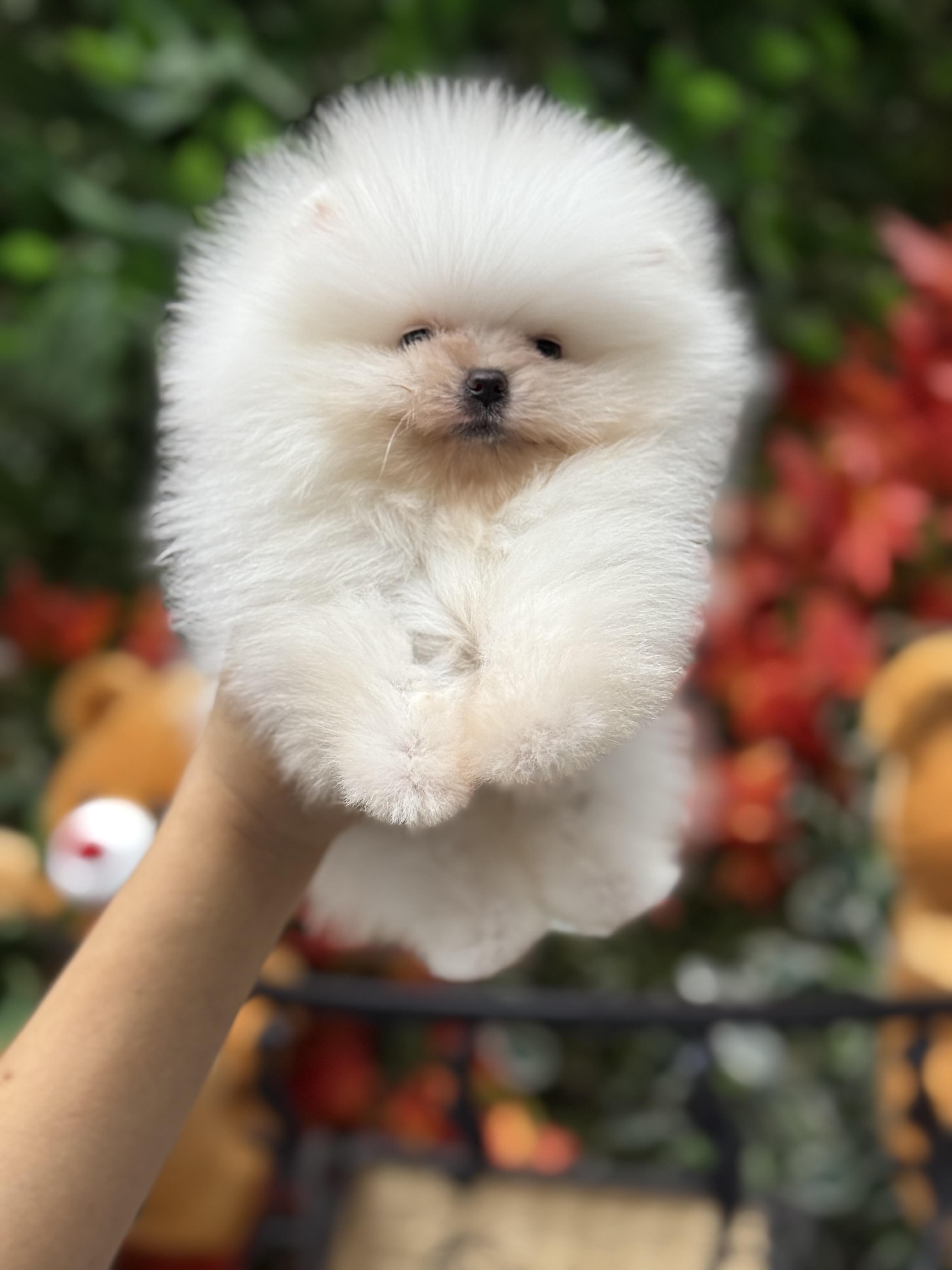 Sevimli Pomeranian Boo Yavruları