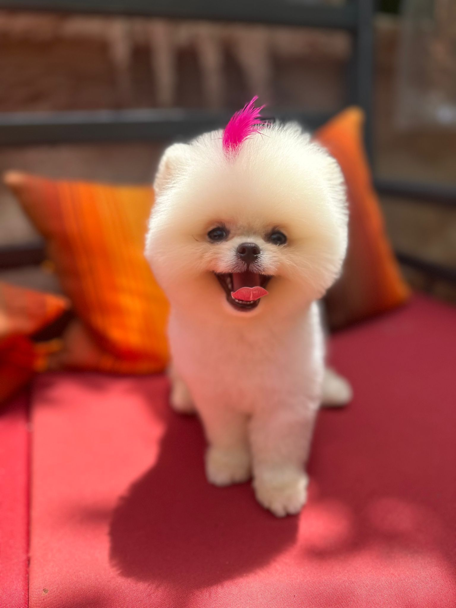 Satılık Safkan Pomeranian Boo Yavruları