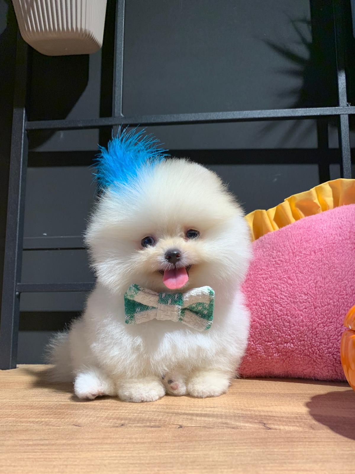 2024 Safkan Satılık Pomeranian Boo Yavruları