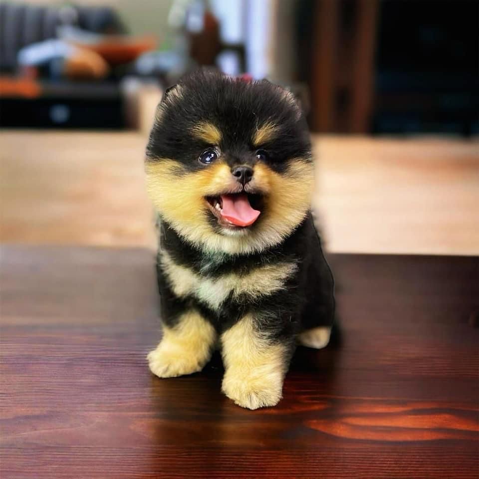 Sevimli Pomeranian Boo Yavruları