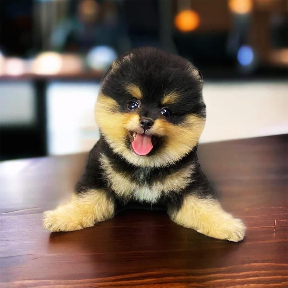 Sevimli Pomeranian Boo Yavruları