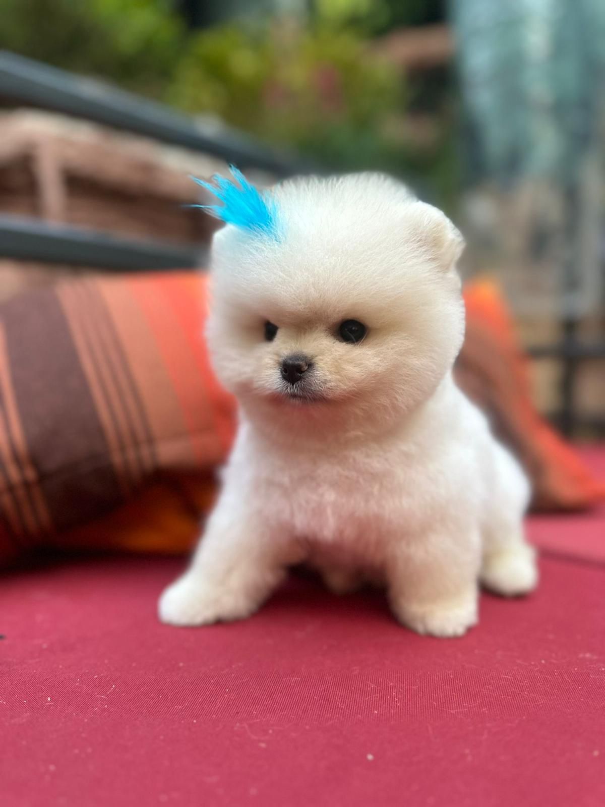 2024 Satılık Safkan Pomeranian Boo Yavruları