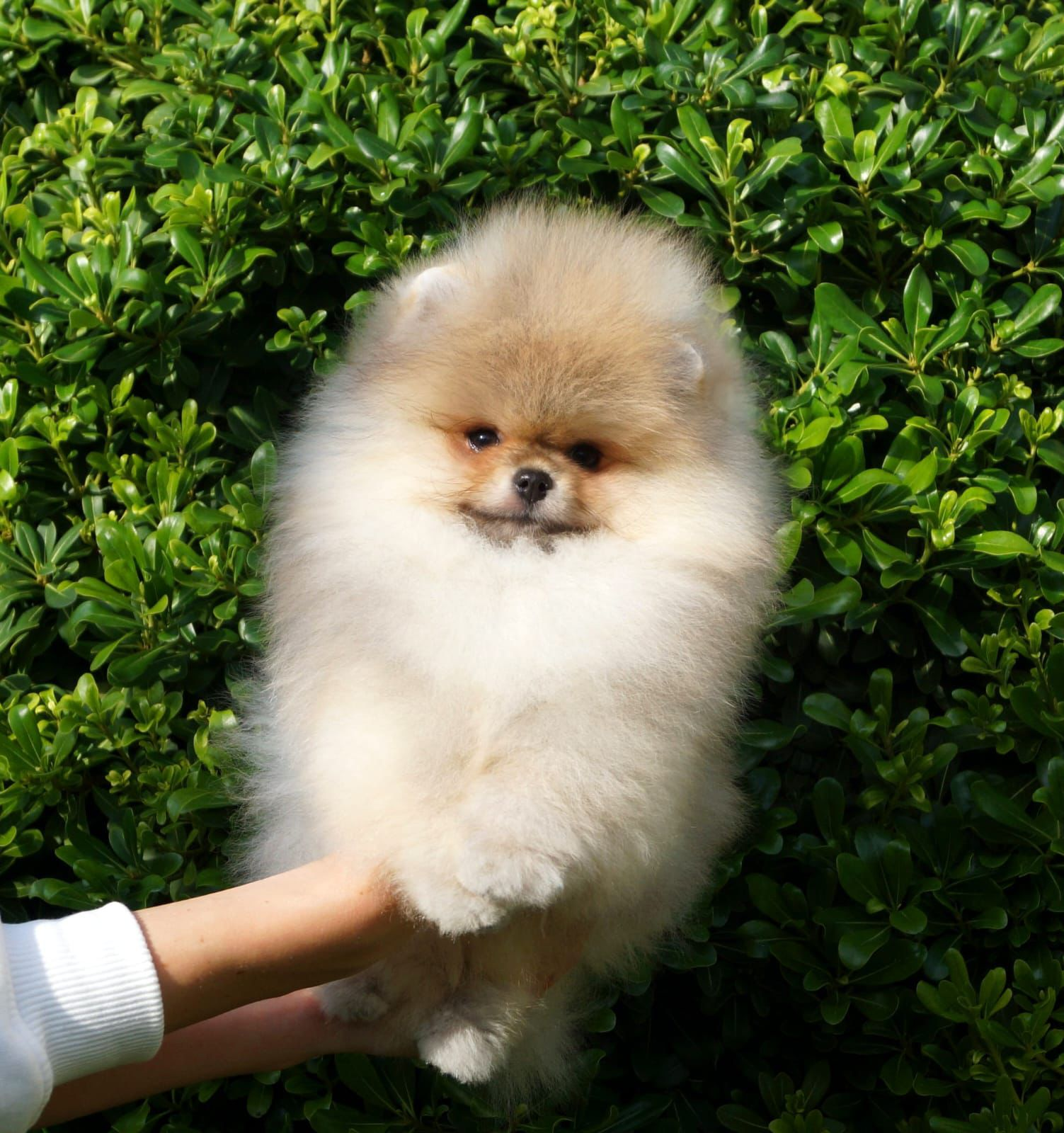 Calvin Yavru Pomeranian