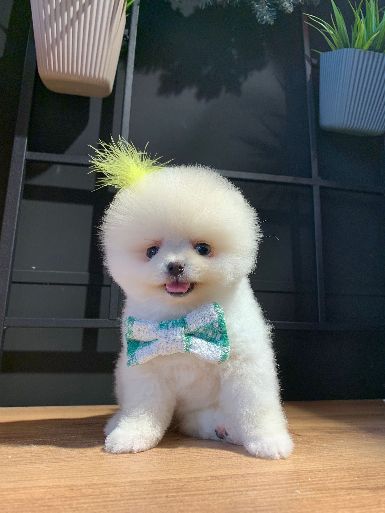 Casper Yavru Pomeranian