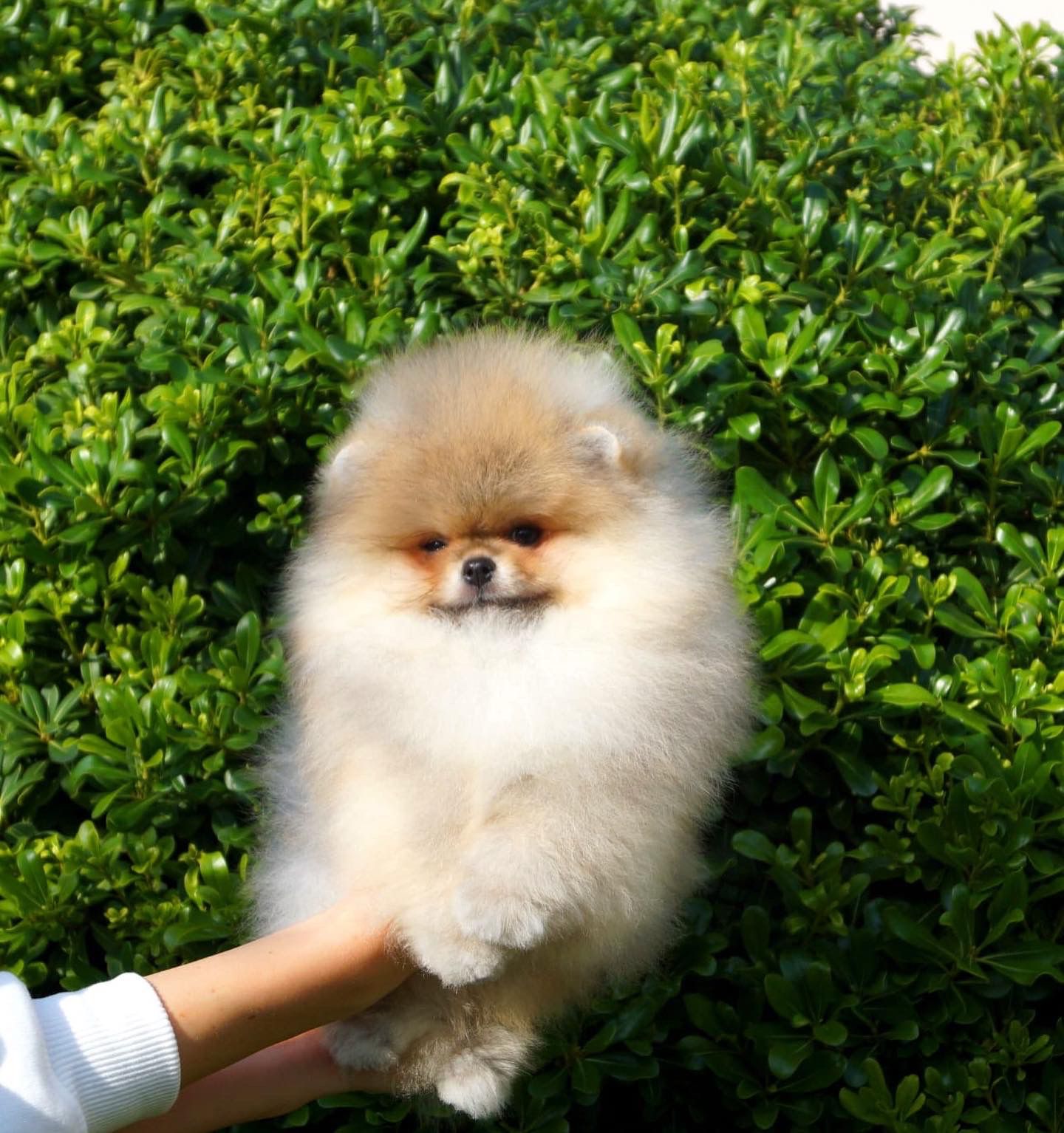 Linus Pomeranian